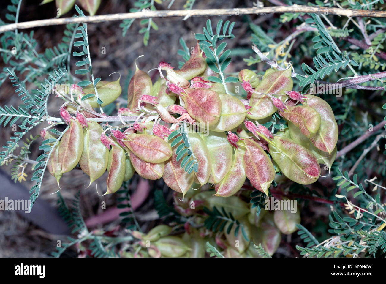 Scarlet Balloon Pea Pods-Sutherlandia fructescens syn. Lessertia fructescens- Family Fabaceae Stock Photo