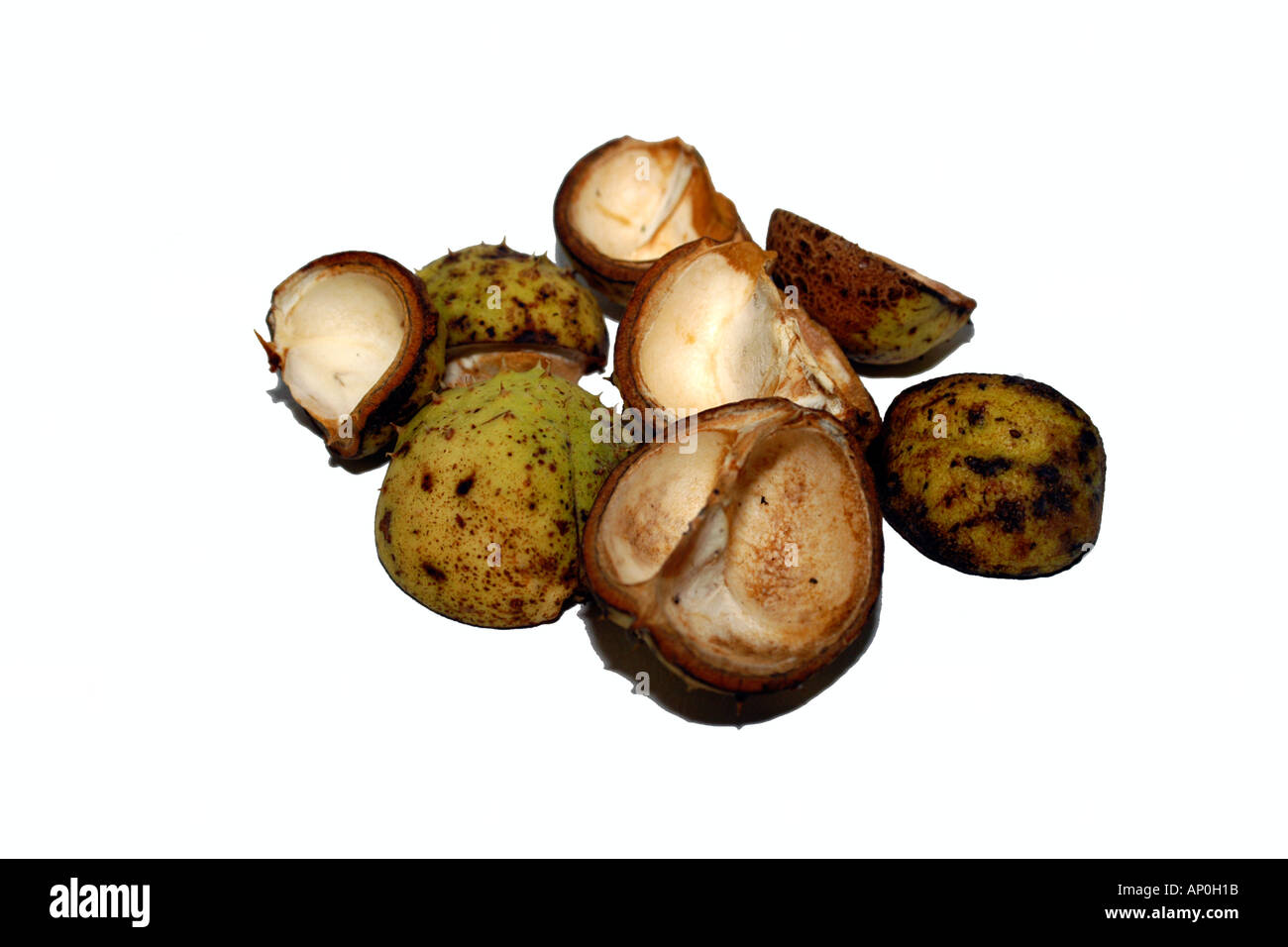 Horse Chestnut skins Stock Photo Alamy