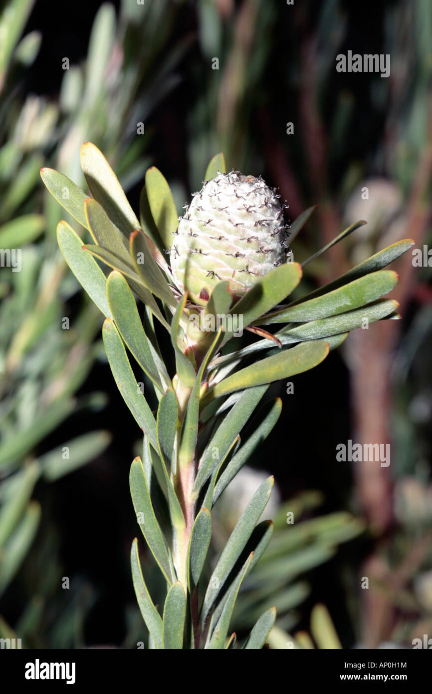 Hairless Conebush-Leucadendron galpini-Family Proteaceae and the group Sandveld Conebushes Stock Photo