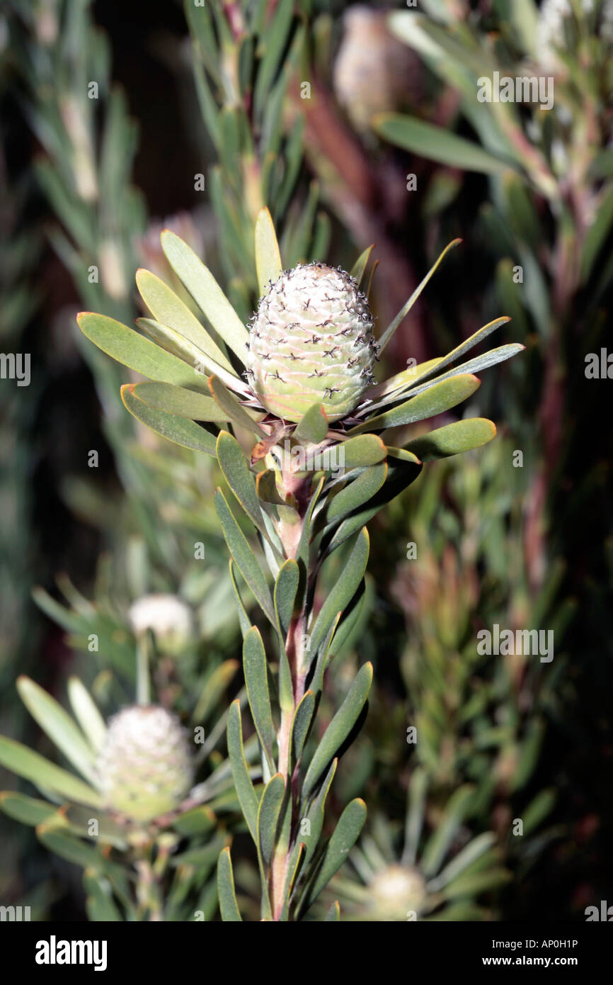 Hairless Conebush-Leucadendron galpini-Family Proteaceae and the group Sandveld Conebushes Stock Photo