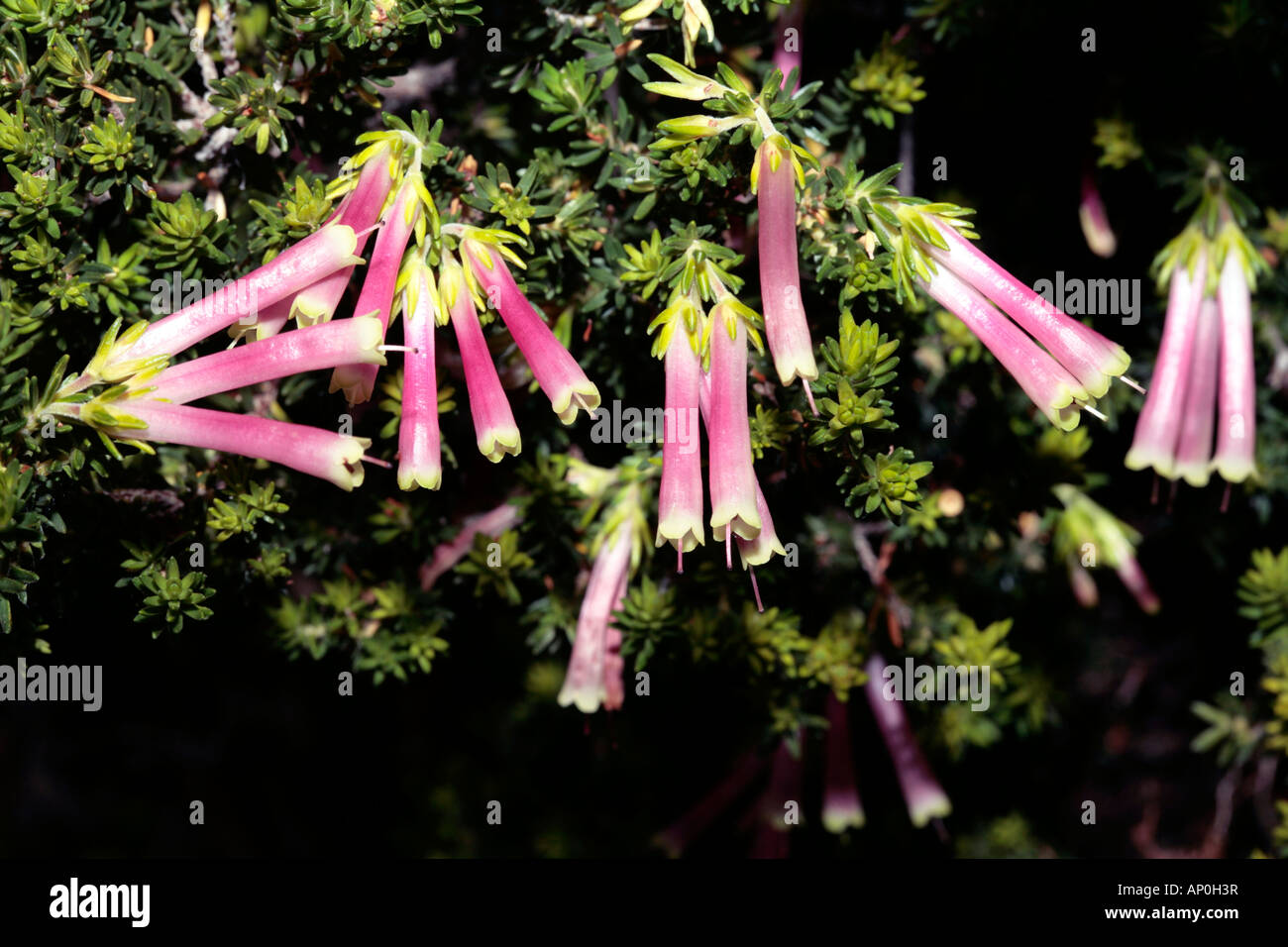 Close-up of  Bicolored / Bicoloured / Bi-coloured Heath flowers- Erica discolor - Family Ericaceae Stock Photo