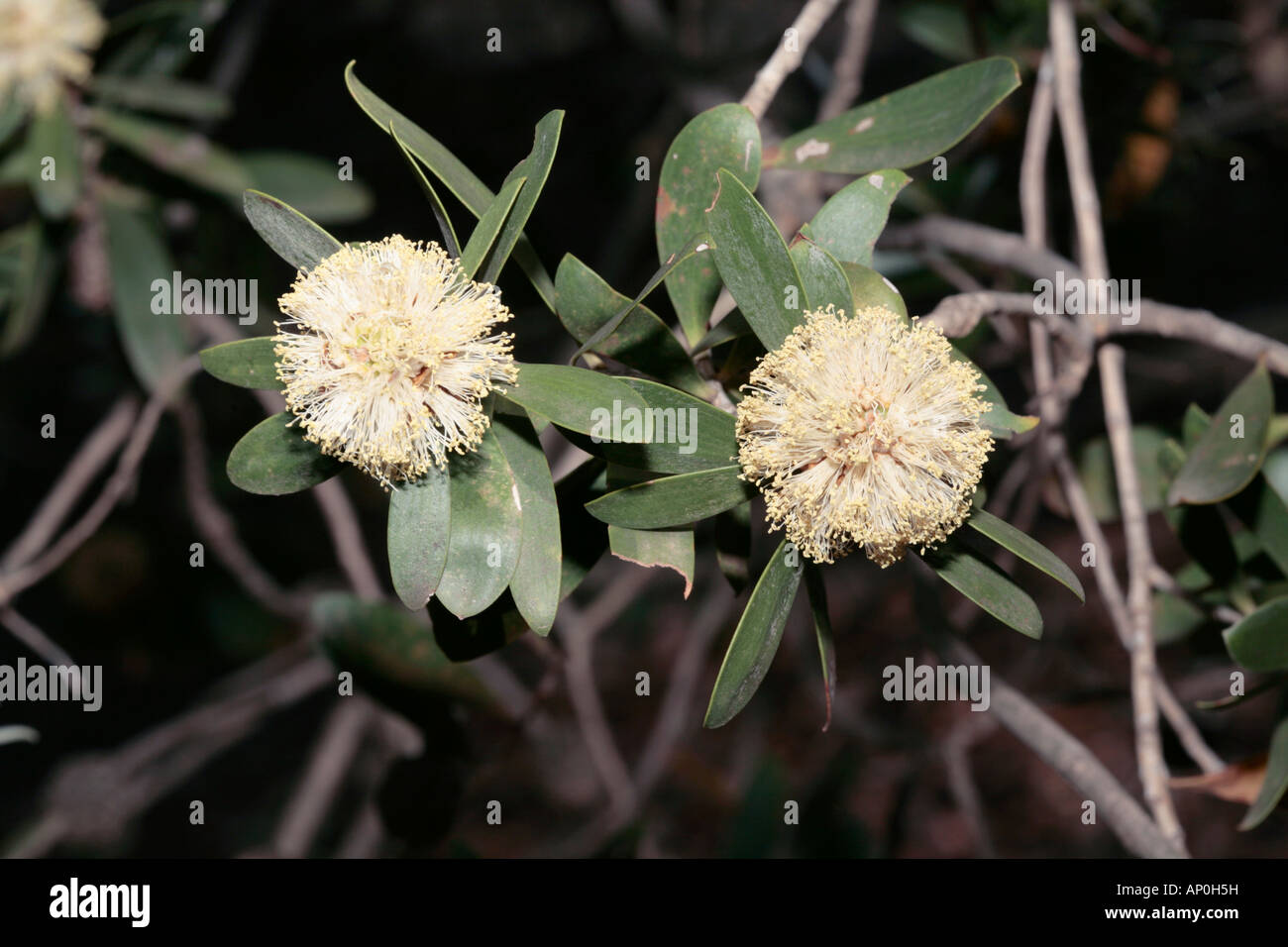 Melaleuca globifera/globifolia- No common name- Family Myrtaceae Stock Photo