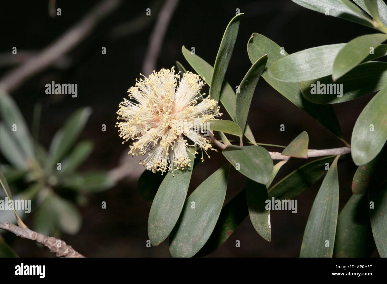 Melaleuca globifera/globifolia- No common name- Family Myrtaceae Stock Photo
