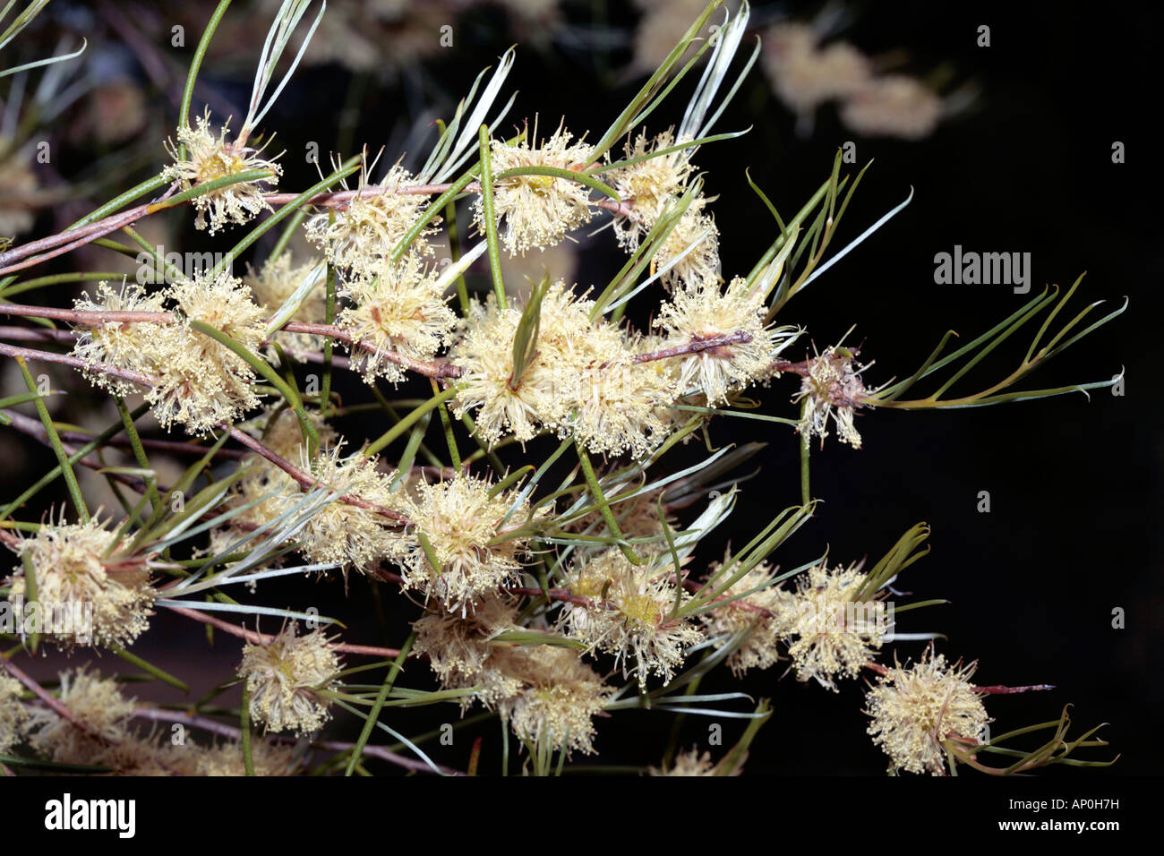 Long-Leaved Paperbark-Melaleuca macronychia syn. Melaleuca longicoma-Family Myrtaceae Stock Photo