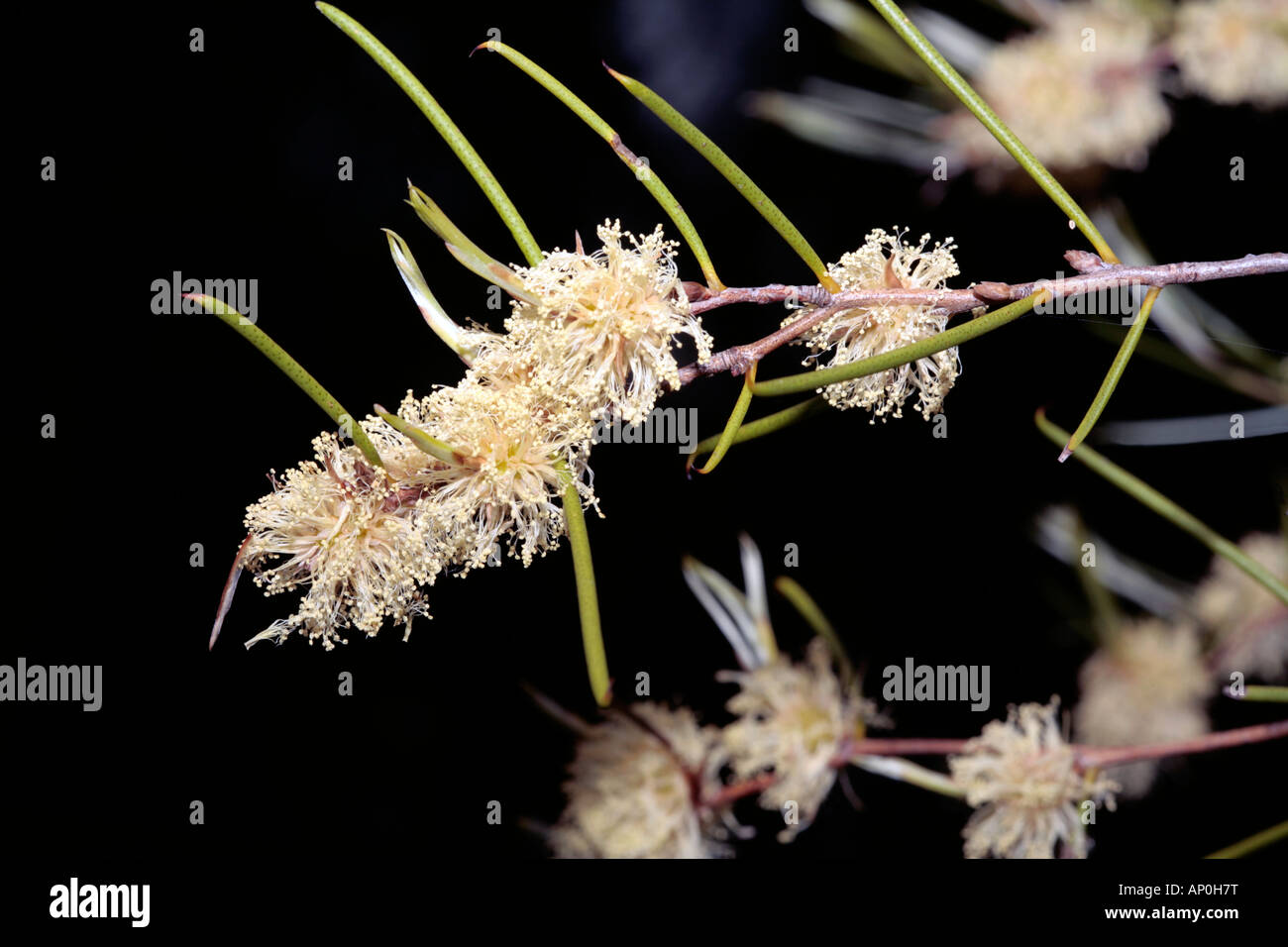 Long-Leaved Paperbark-Melaleuca macronychia syn. Melaleuca longicoma-Family Myrtaceae Stock Photo