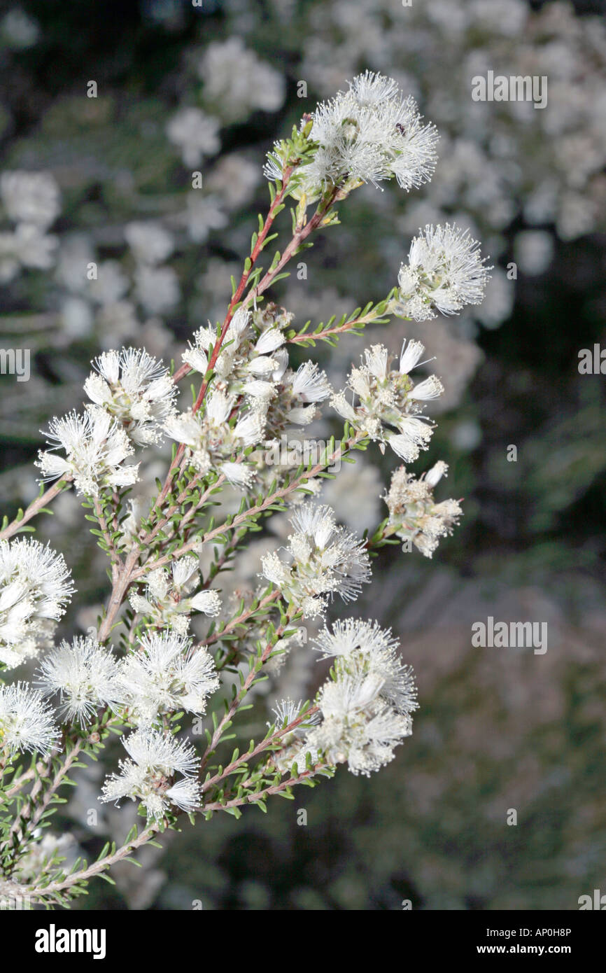 Boree-Melaleuca pauperifolia ssp. mutica -Family Myrtaceae Stock Photo