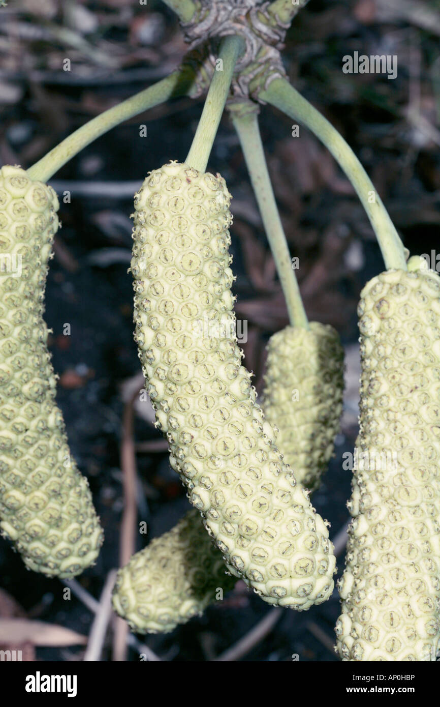 Cabbage Tree Fruits-Cussonia spicata-Family Araliaceae Stock Photo