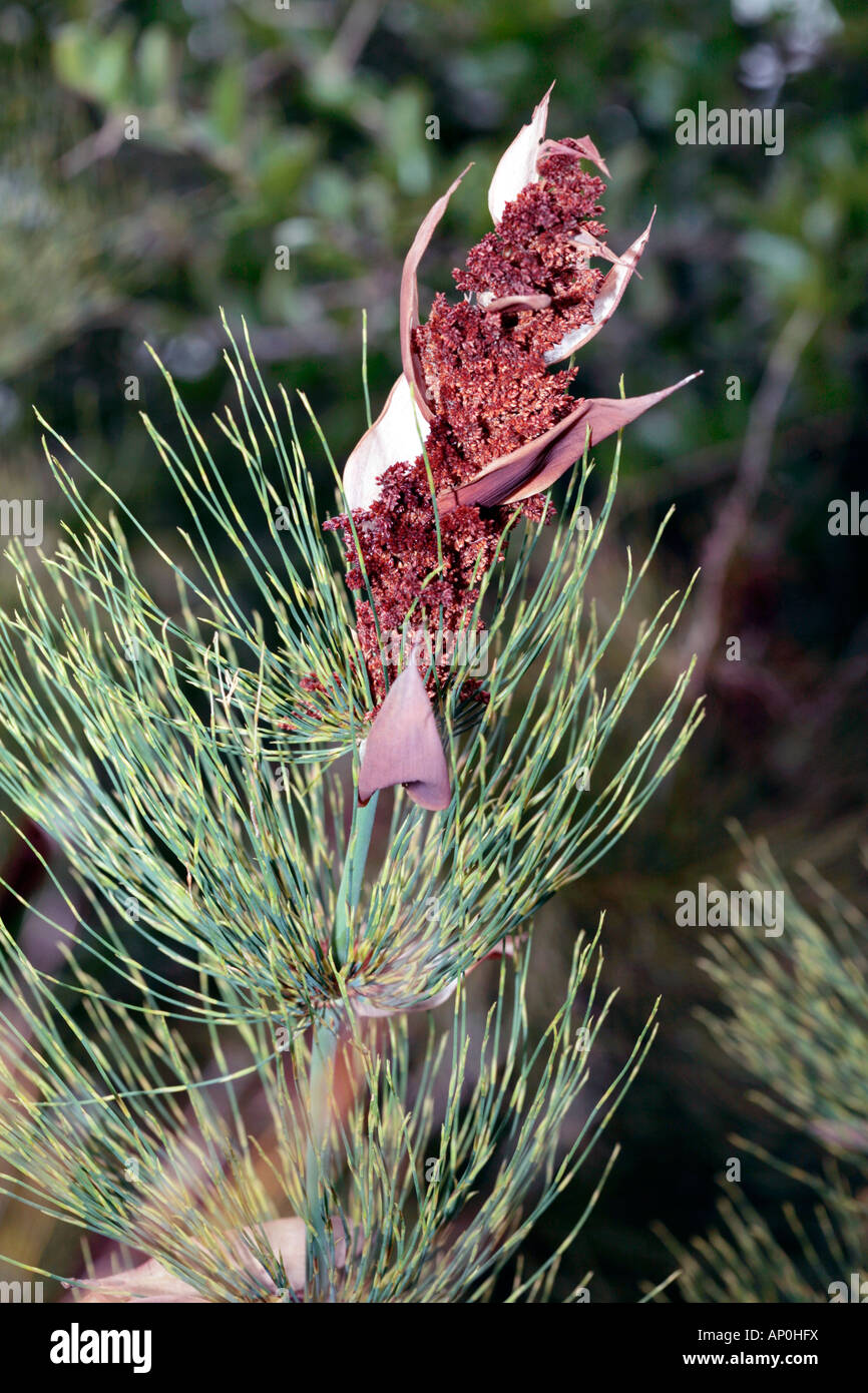 Cape Reed-Elegia capensis-Family Restionaceae Stock Photo