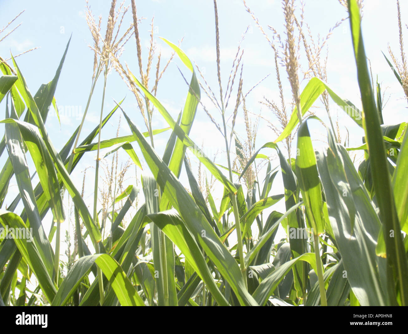 corn field in Lancaster County PA Stock Photo Alamy