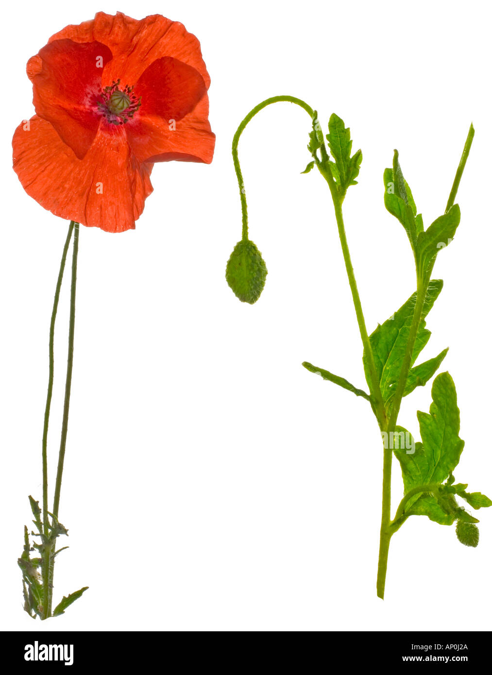 Poppy. Flowerhead Bud leaf England Summer Stock Photo