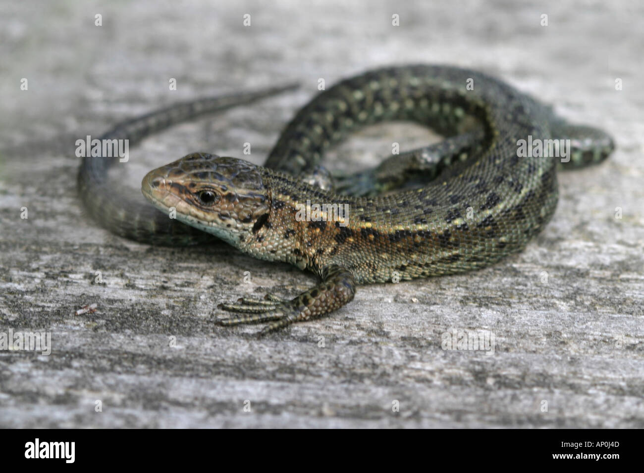 Common lizard Lacerta agilis on boardwalk Stock Photo