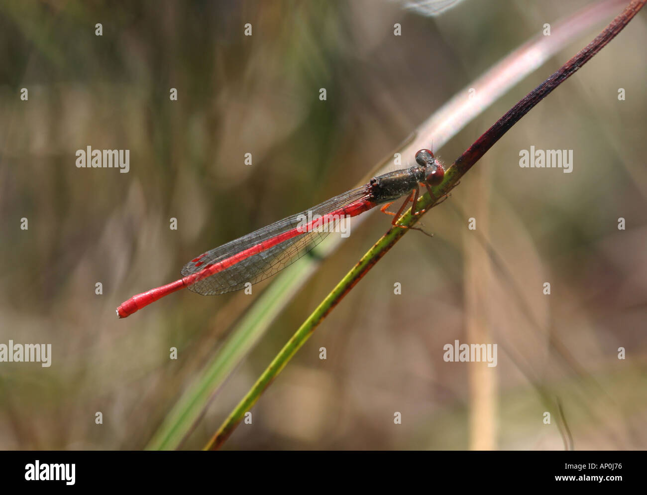 Small Red Damselfly male perched on a reed stem Stock Photo