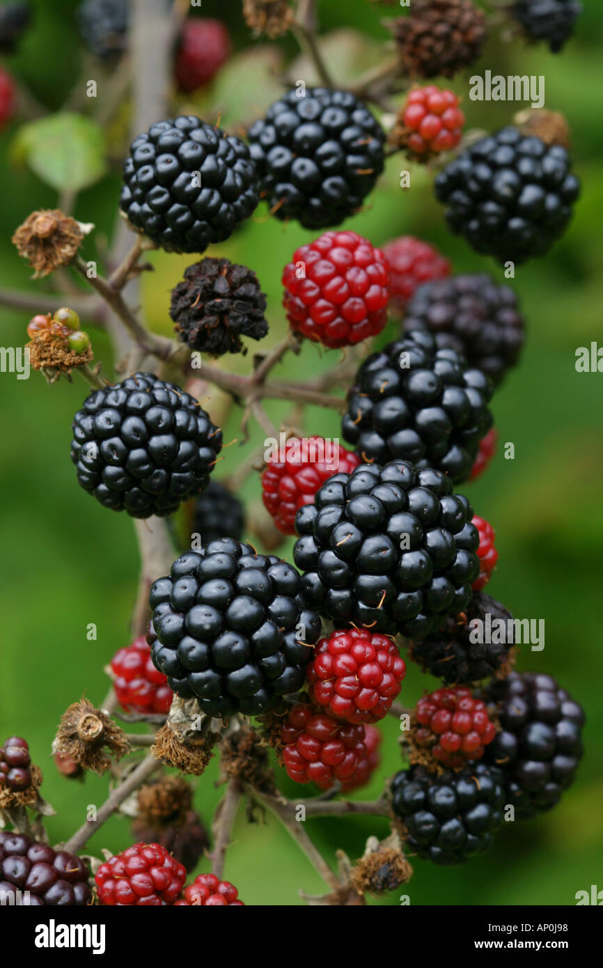 Blackberry fruits ripe and unripe Stock Photo