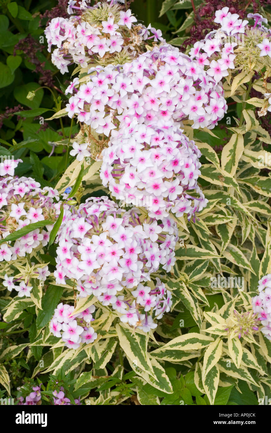 Phlox paniculata 'Norah Leigh' variegated foliage garden perennial in