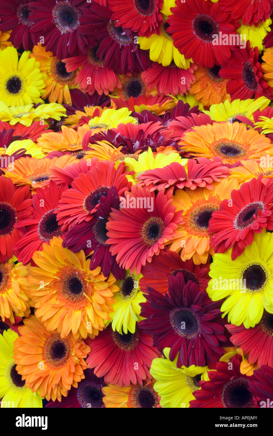 Gerberas (South African Daisies, Transvaal daisy) Stock Photo