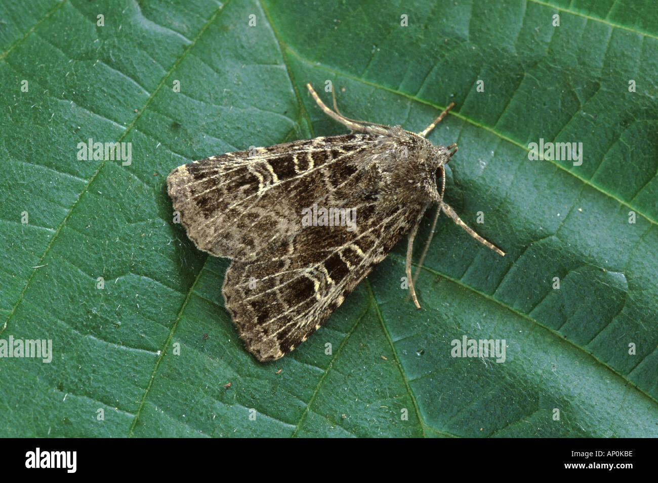 The Gothic moth Naenia typica Stock Photo