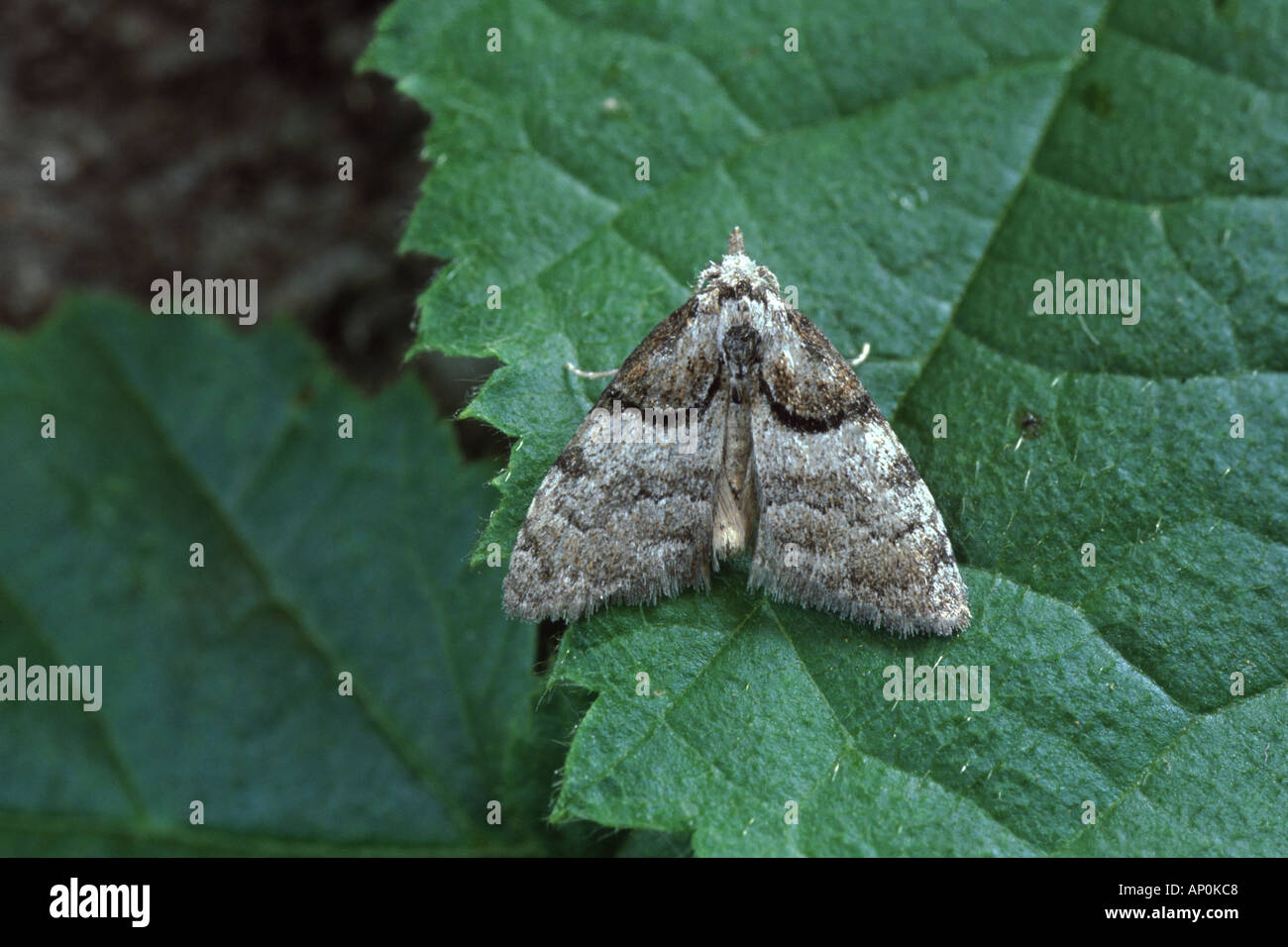 Short Cloaked Moth Nola cucullatella Stock Photo
