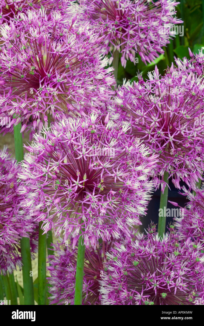 Allium 'Early Emperor' ornamental onion bulbs, flowering garlic blooming in purple lavender violet spiky flowers in May spring Stock Photo