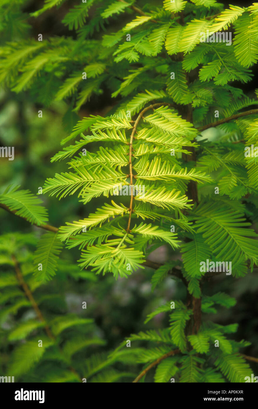 Metasequoia glyptostroboides 'Gold Rush' Golden Dawn Redwoods conifer ...