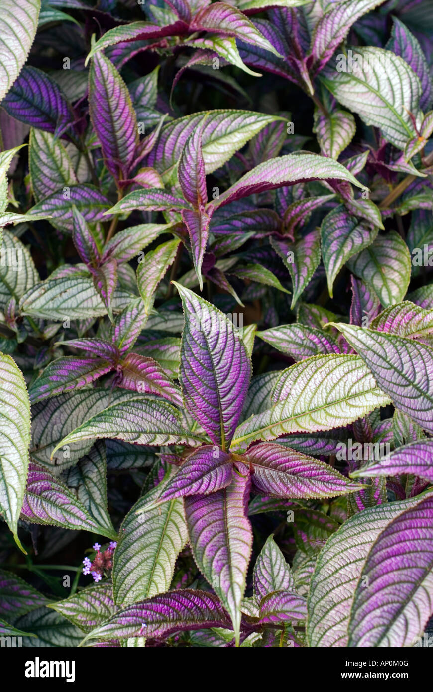 Strobilanthes dyerianus Persian Shield foliage plant closeup close up portrait showing purple, silver & green leaves Stock Photo
