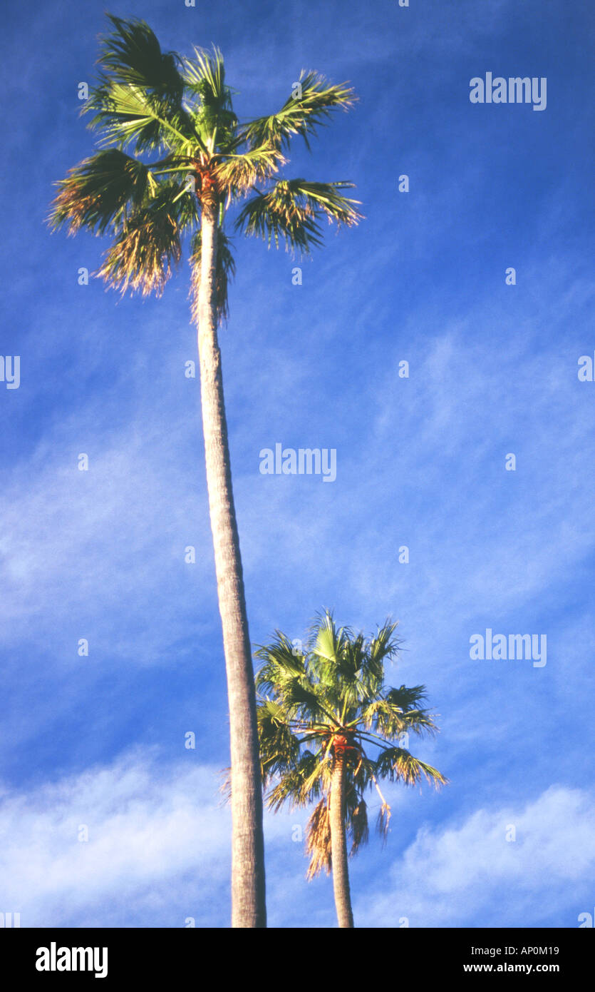 Palm wood hi-res stock photography and images - Alamy