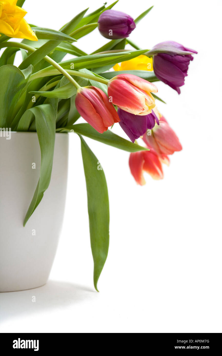 A colourful vase of tulips on a white background Stock Photo - Alamy