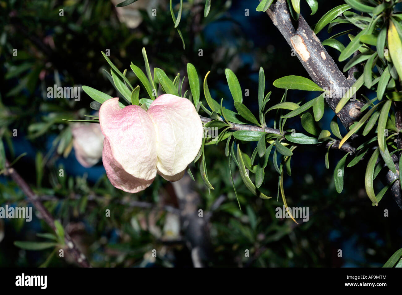 Chinese lantern - Nymania capensis-Family Meliaceae Stock Photo