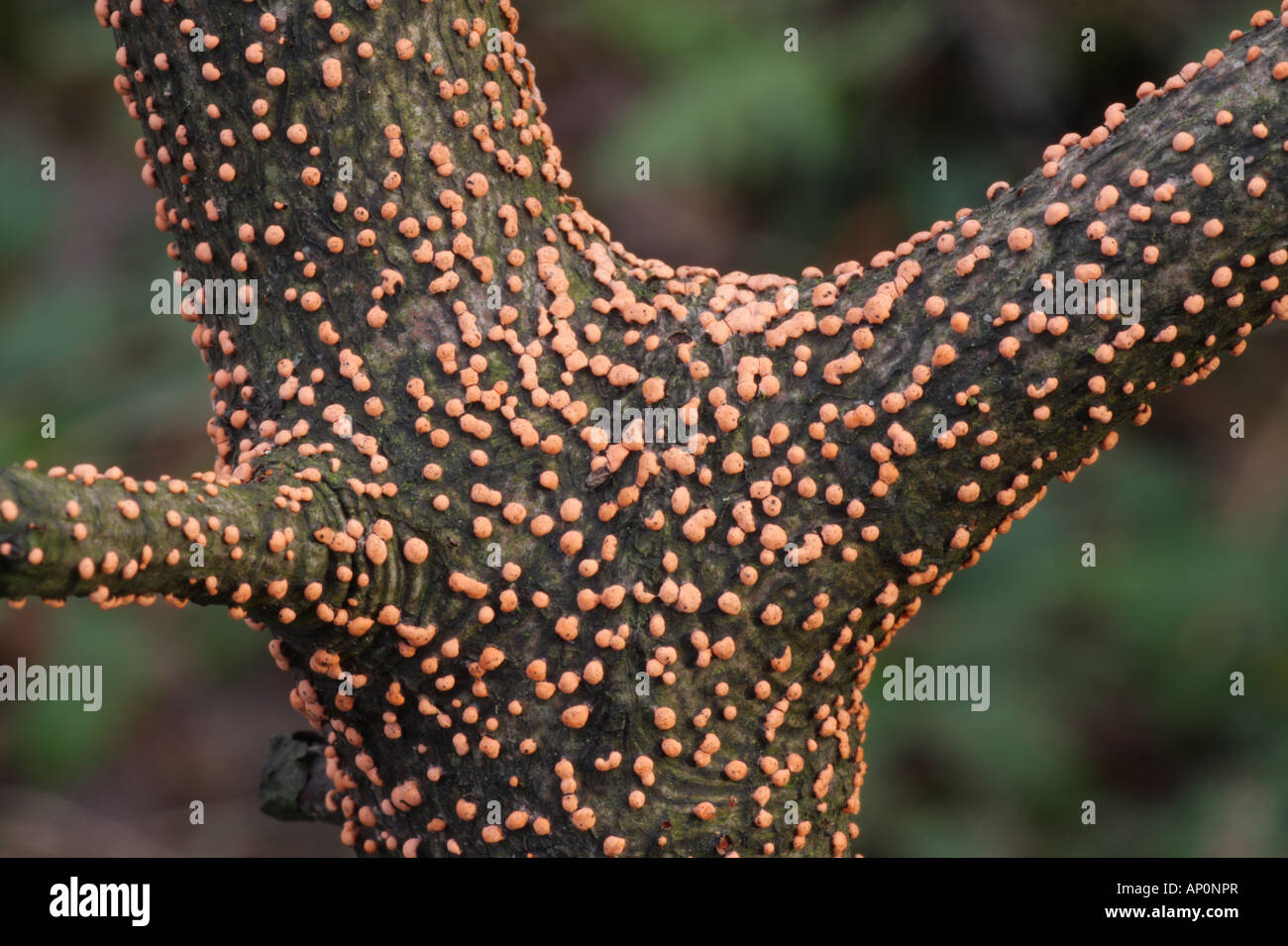 Coral Spot Fungus - Nectria cinnabarina Stock Photo