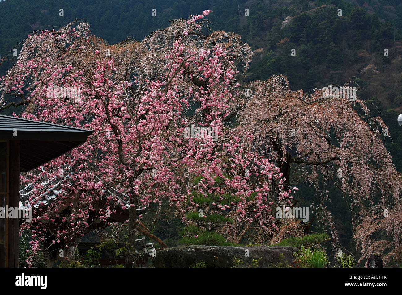 Sakura no hana hi-res stock photography and images - Alamy