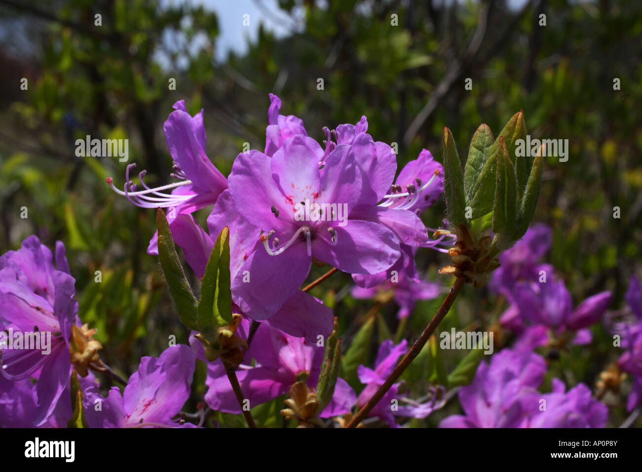 Rhododendron dilatatum at Harunasan Japan Asia Stock Photo - Alamy