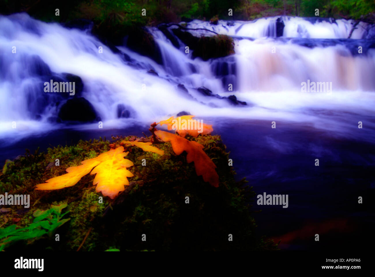 leaves sitting rocks in front of waterfall Stock Photo