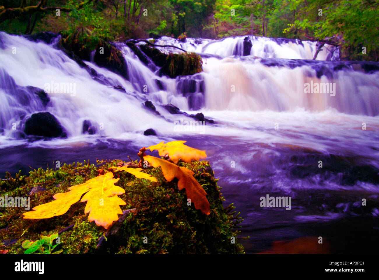 leaves sitting rocks in front of waterfall Stock Photo