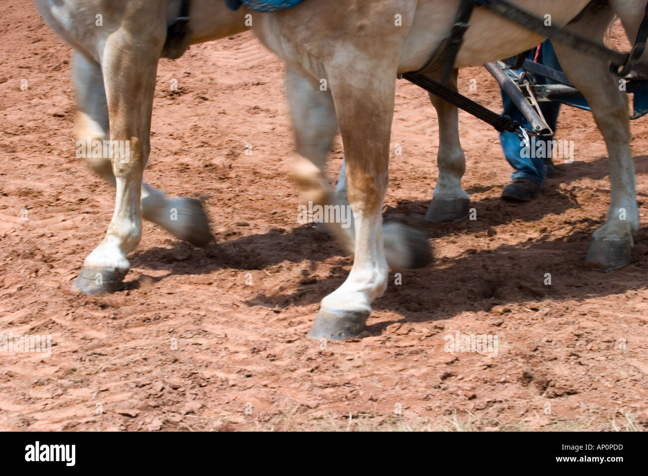 Horses at a fair in Connecticut USA competing in a horse pulling
