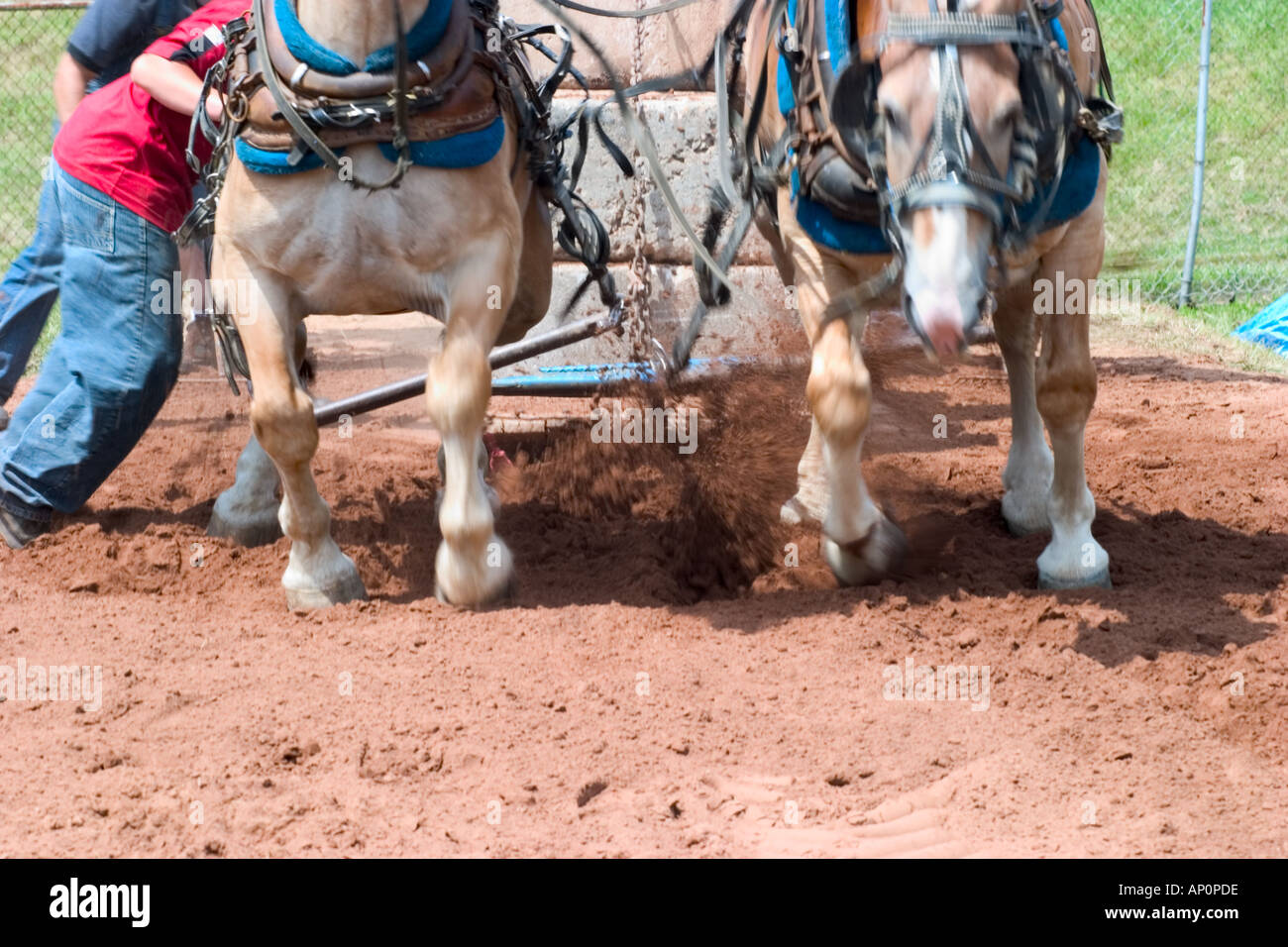 Horses at a fair in Connecticut USA competing in a horse pulling contest Stock Photo