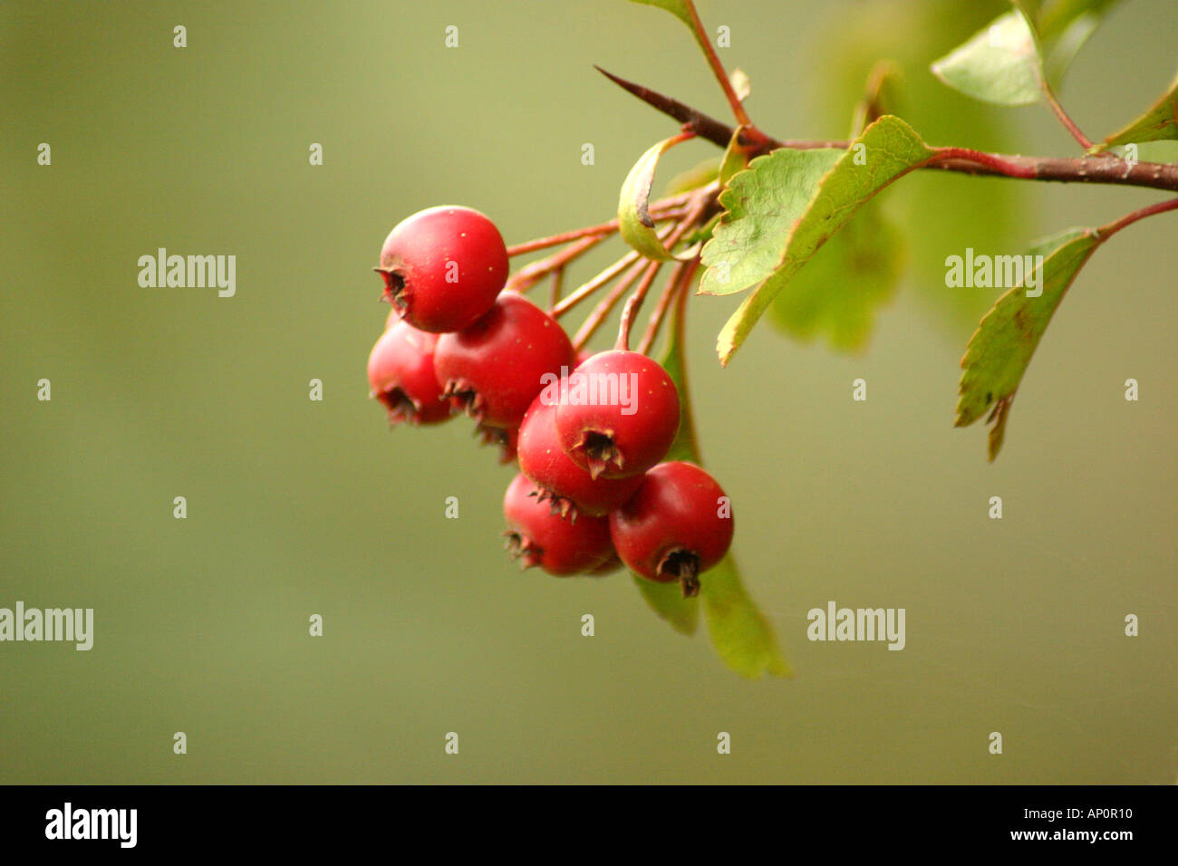 May tree berries hi-res stock photography and images - Alamy