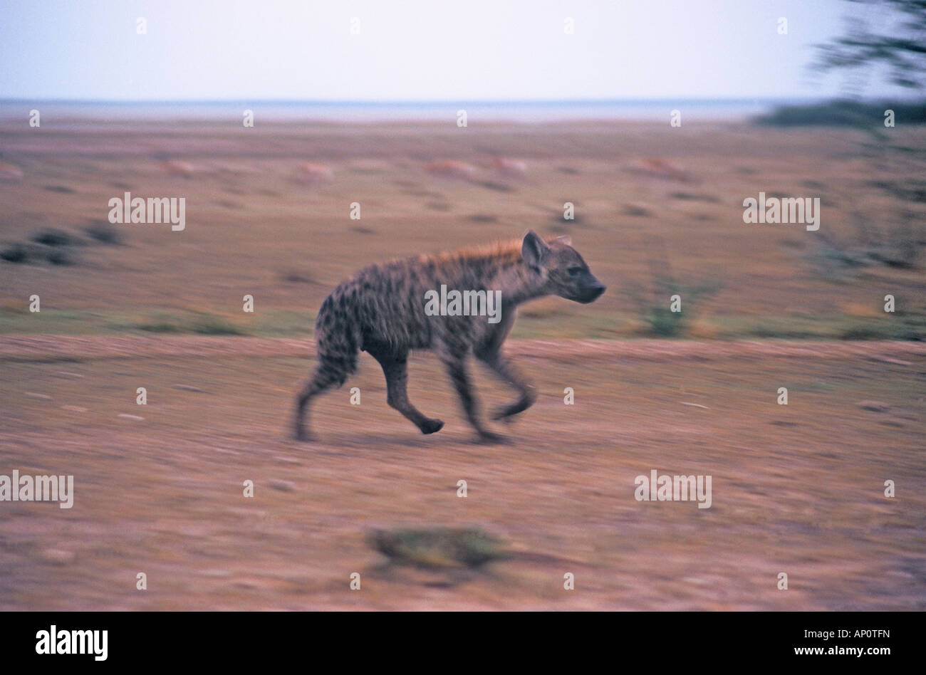 spotted hyaena Crocuta crocuta running at dawn in Etosha N.P. Namibia Stock Photo