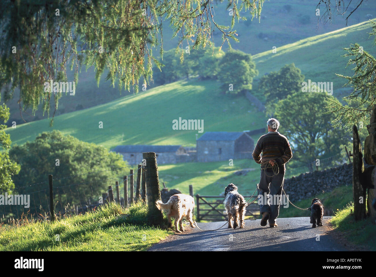 Man with dogs, Lade District, Cumbria, England, United Kingdom Stock Photo