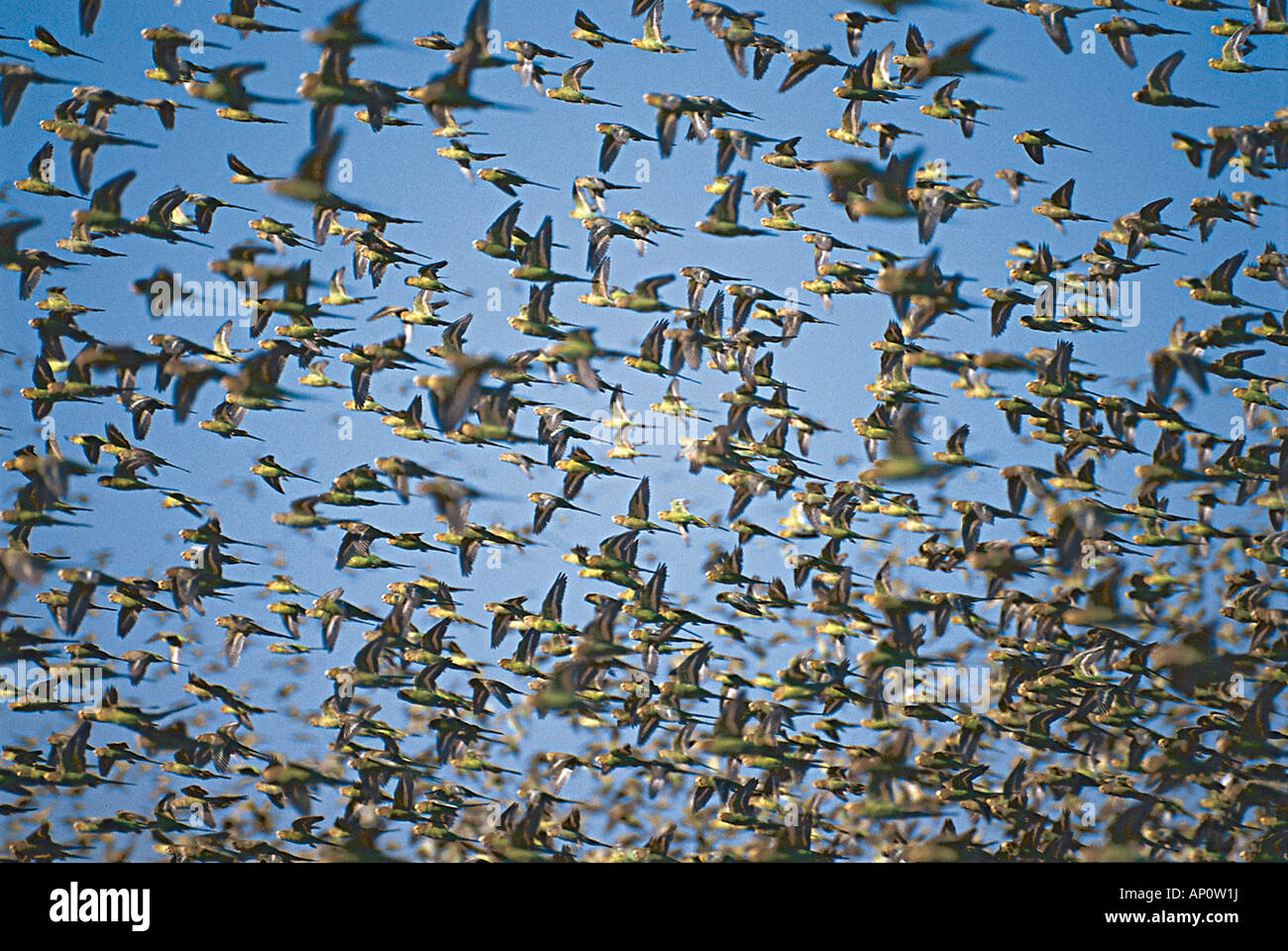 Flock of parrots, Western Australia, Australia Stock Photo Alamy