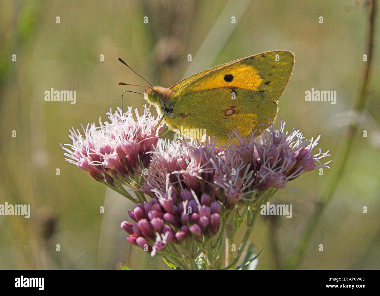 Colias croceus uk hi-res stock photography and images - Alamy