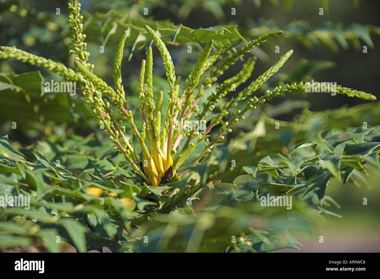 Mahonia oiwakensis (iomariifolia), Berberidaceae Stock Photo