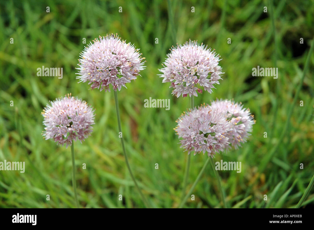 Anthyllis montana flowers synonym Vulneraria montana Stock Photo