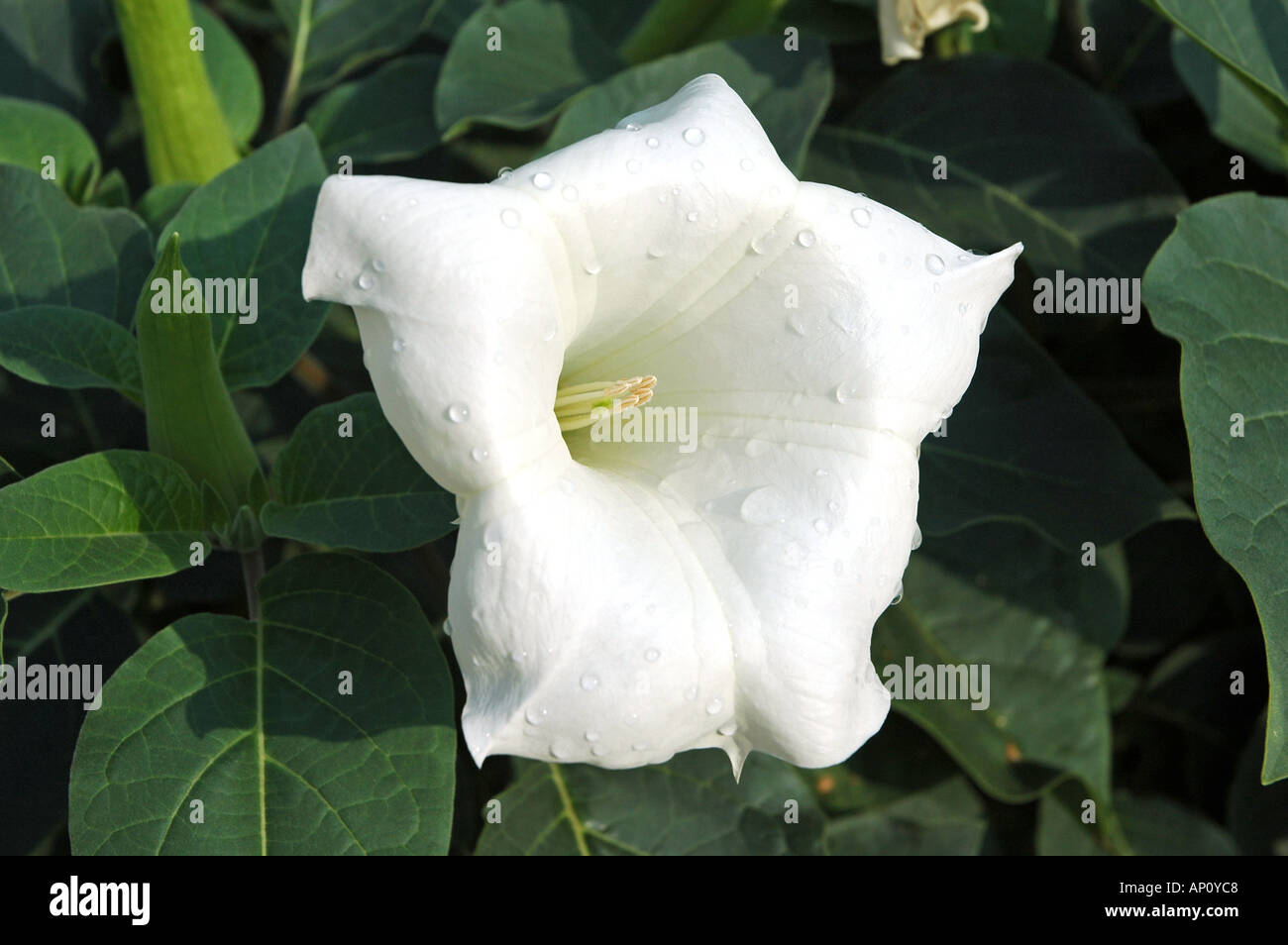 Downy thorn apple Angel's trumpet Datura innoxia Stock Photo
