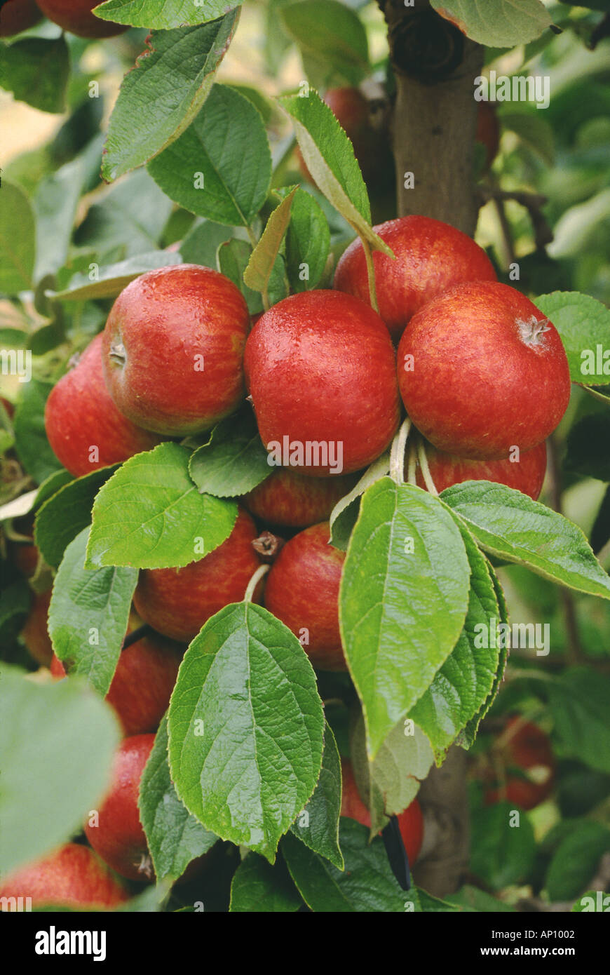 Apples variety Tropical Beauty on tree Stock Photo