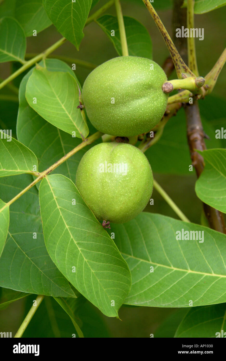 Green walnuts Stock Photo