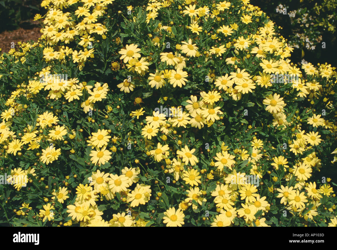 Pyrethrum daisies Stock Photo