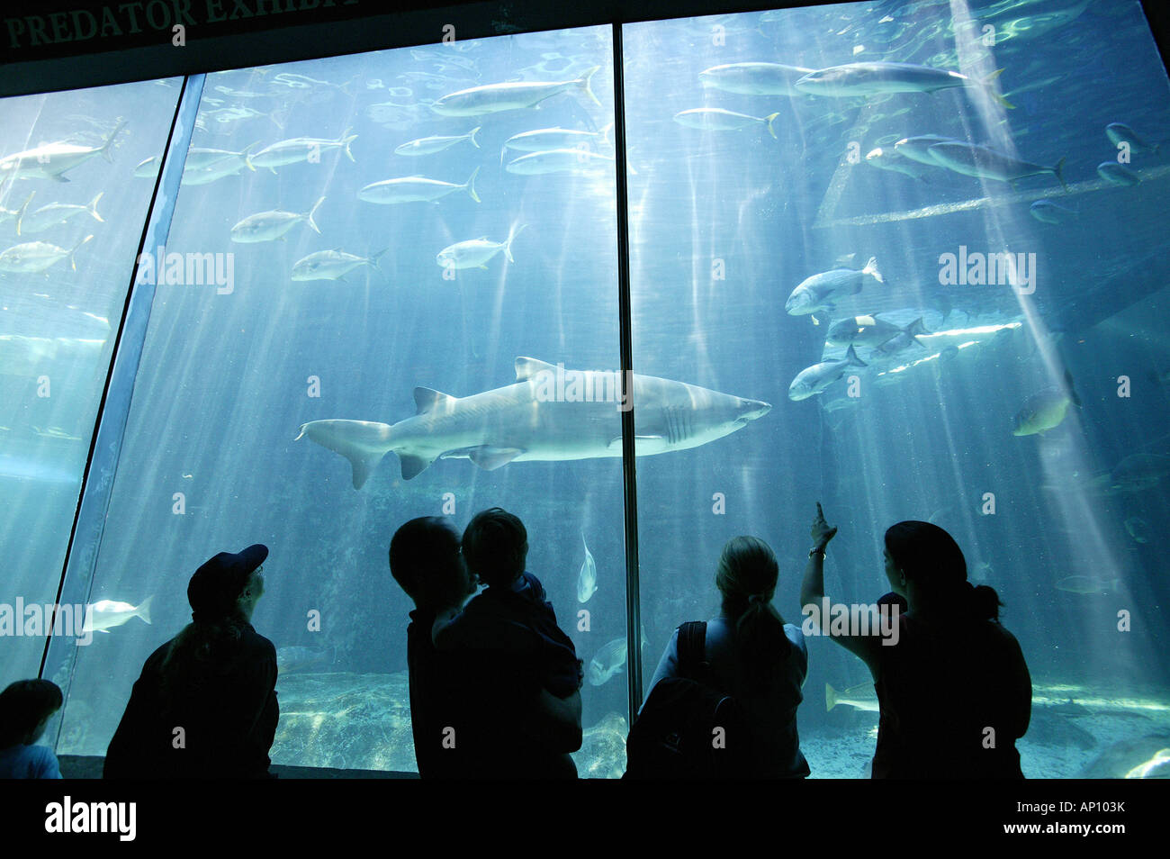 sharks-visitors-two-oceans-aquarium-cape-town-west-cape-south