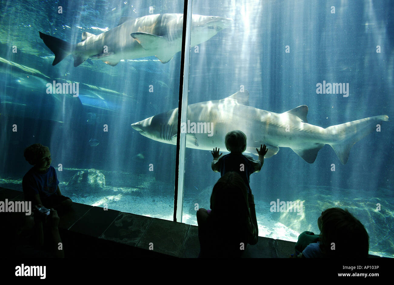 Tourists watching the sharks in an aquarium, Two Oceans Aquarium, Cape