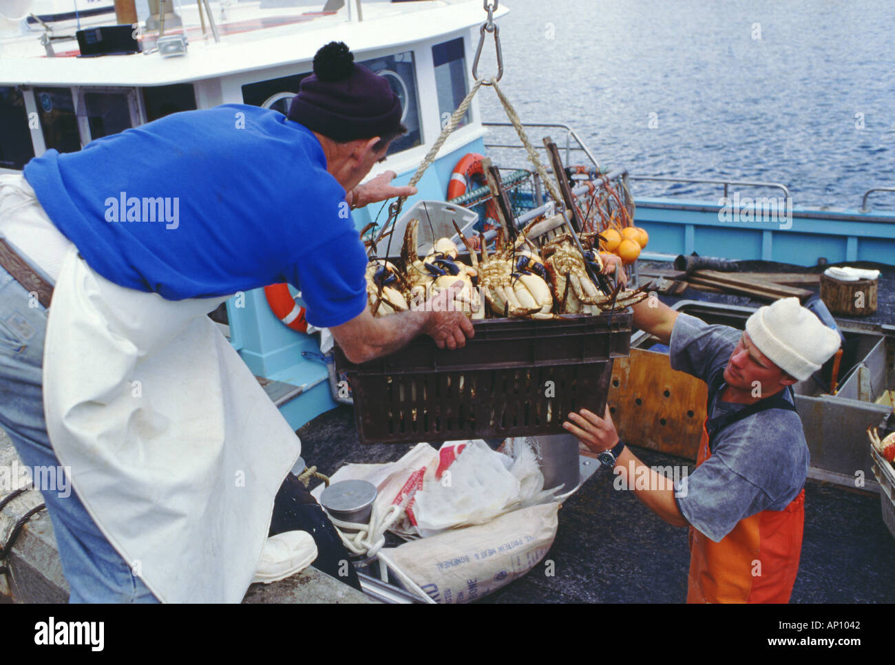 Unloading Tasmnian giant Crab Pseudocarcinus gigas at Elizabeth Pier