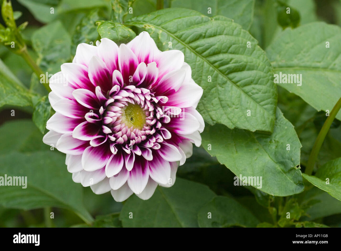 Dahlia flower in bloom hi-res stock photography and images - Alamy