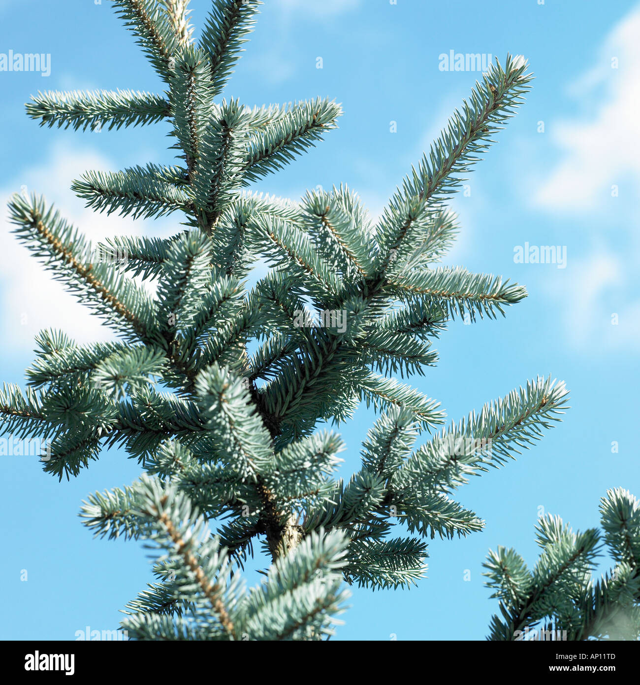 Conifer Christmas tree details against and blue sky Stock Photo Alamy